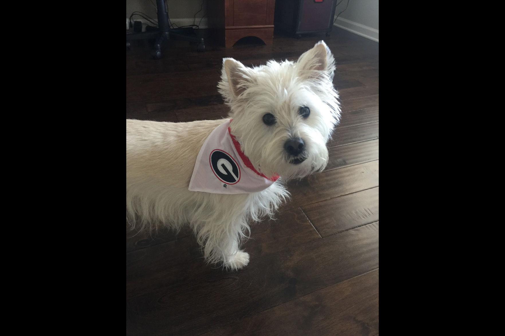 denali's dog